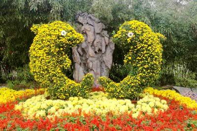 藝菊造型--魚(yú)